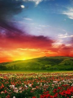 rose flower field background hd wallpaper 240x320
