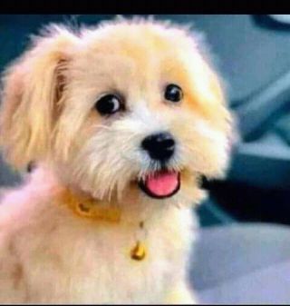 Puppy