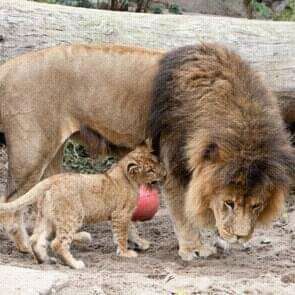 Lion cube