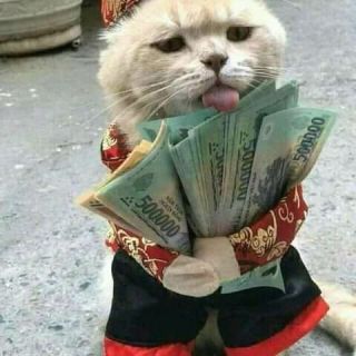 Dollar cat