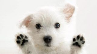 White Puppy