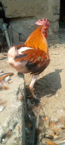 Folw