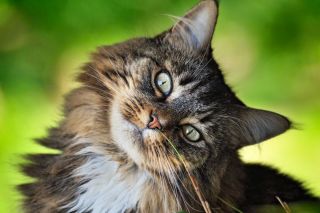 Tabby Cat In The Grass