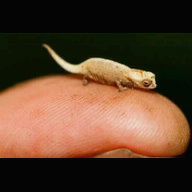 1 of in world's smallest animals