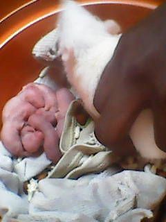 My brother's pet baby mice and the mother mouse