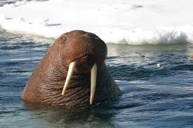 Animal3