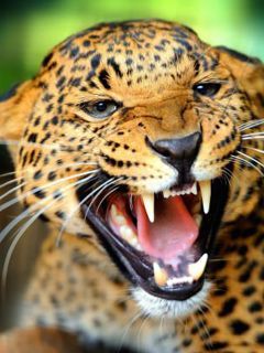 leopard g