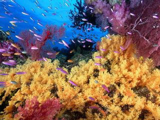 1411426664 soft yellow corals and anthias fish file www