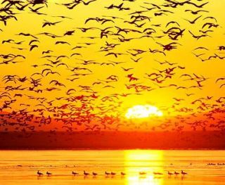 Bird Sunset