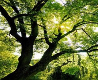 thick branched tree