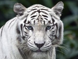 Female White Tiger