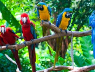 Colorful Parrot