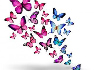 Butterflies