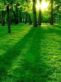 Nature Sun