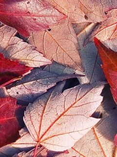 Feuilles