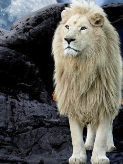 lionwhite vfiap251