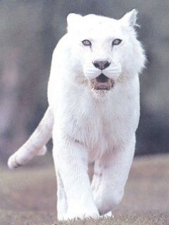 white lion 104263