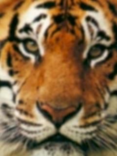 bengal tig d33caa93