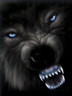 wolf in night 140872