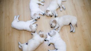 Cute Star Puppies