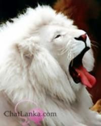 White Lion