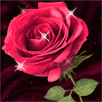 Rose flower