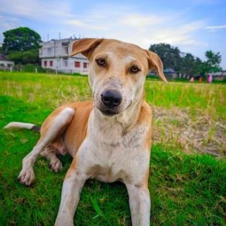 Cute Golden Dog