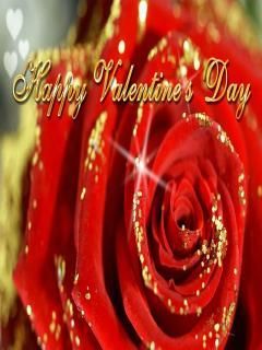 red rose happy valentine's day everyone