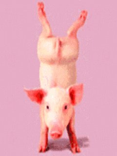piggy