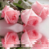 Pink Roses In Water