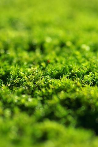green grass close up 5k