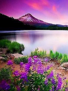 2yxa ru 320 240 nature wallpaper R9i7DFt y 4