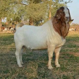 Boer Goat