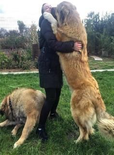 Biggest Dog In Nigeria