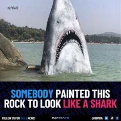 Rock shark