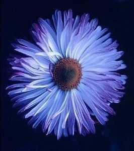 Flower 05