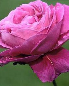 Flower 04