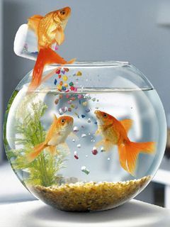 Fishes