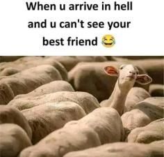 WTF
