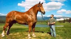 The horse