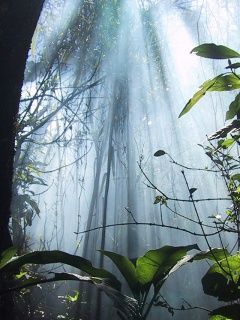 JUNGLE