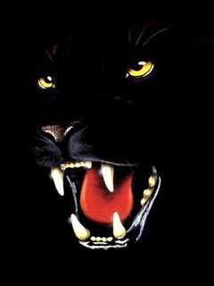 blackpanth 8r1ovpwh