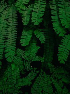 leaves 5k