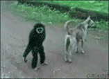 Monkey