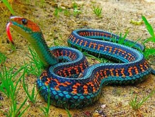 Snake