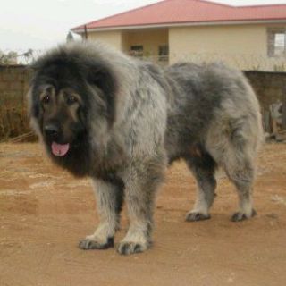 Dog waow