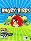 Angry bird
