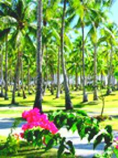 beautiful garden