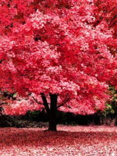 autumn