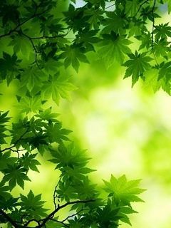green maple leaves